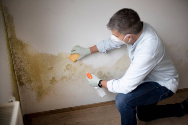 Best Mold-Related Health Consultation  in Venice, IL