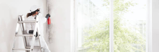 Best Forensic Mold Investigation  in Venice, IL